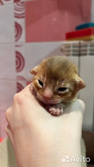 Абиссинские котята