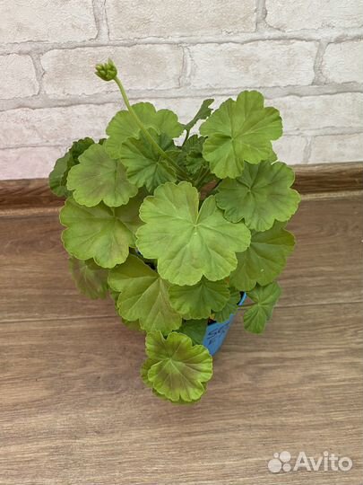 Пеларгонии сортовые