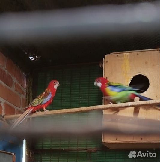 Попугай Розелла и волнистые