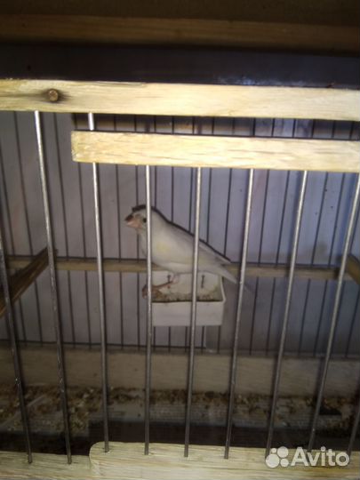 Кенаря +кенарки