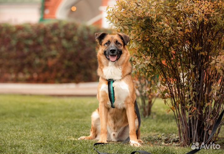 Собака в добрые руки