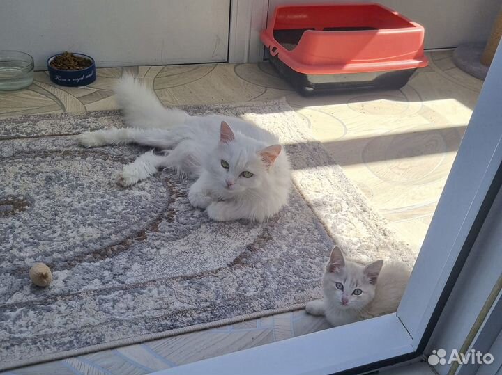 Котенок-девочка Мыша в хорошие руки