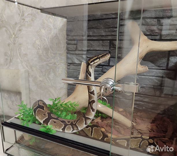 Передержка змей и других рептилий