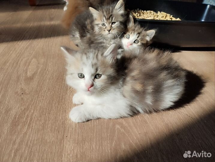 Курильский бобтейл