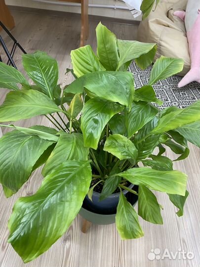 Спатифиллум