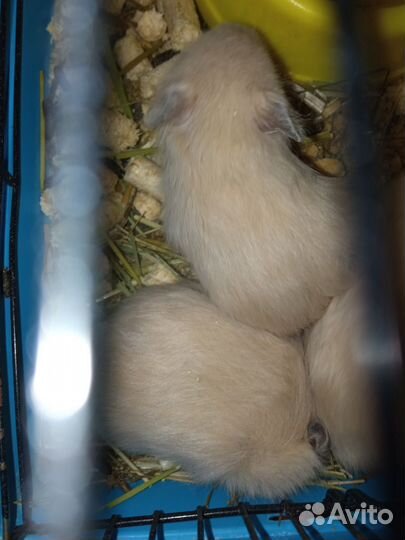 Маленькие хомки ищут дом. Сирийский хомяк