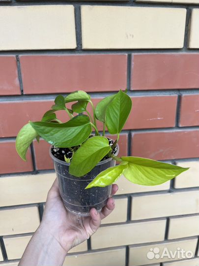 Сциндапсусы