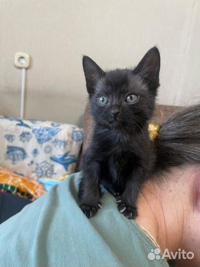 Кот в добрые руки