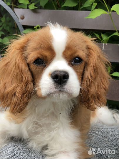 Кавалер кинг чарльз спаниель мини