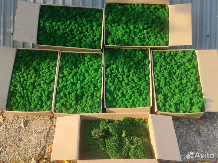 Стабилизированный мох