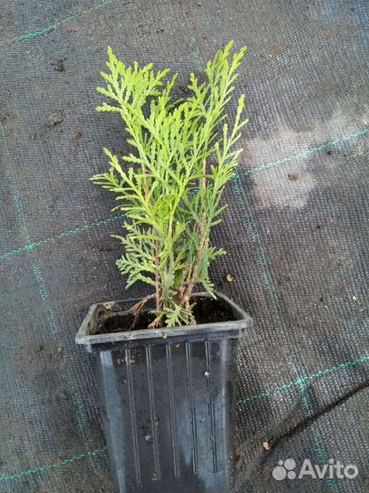 Укорененные черенки туи, можжевельник