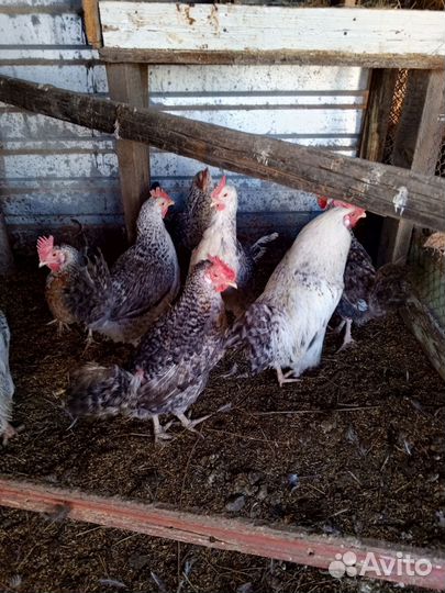 Инкубационное яйцо породных кур