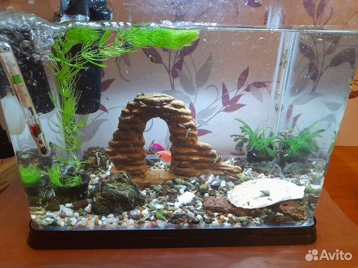 Аквариум с рыбками