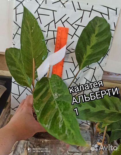 Калатеи Альберти, White Star, Маккоя