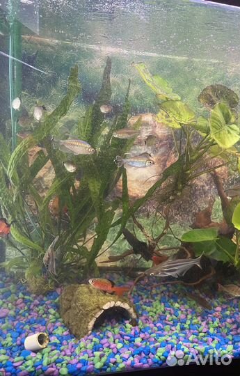 Обслуживание и чистка аквариумов