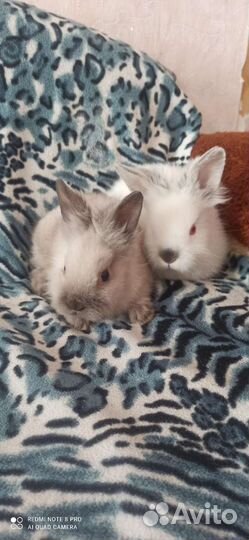 Декоративные карликовые кролики