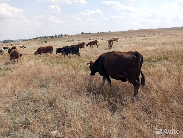 Коровы дойные молочные