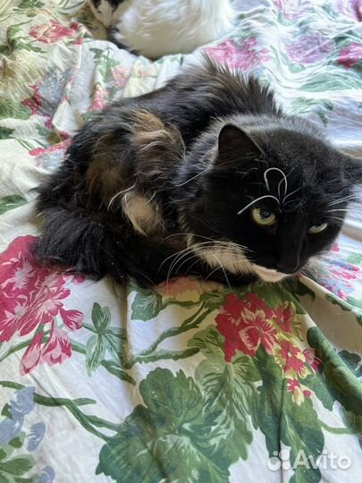 Кот Миша ищет дом