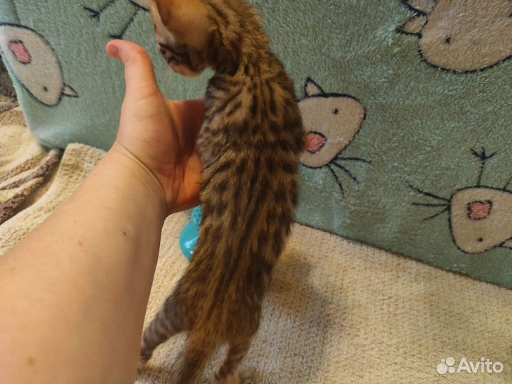 Бенгальские котята