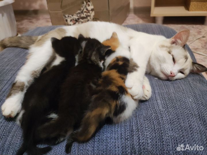 Котята в добрые руки