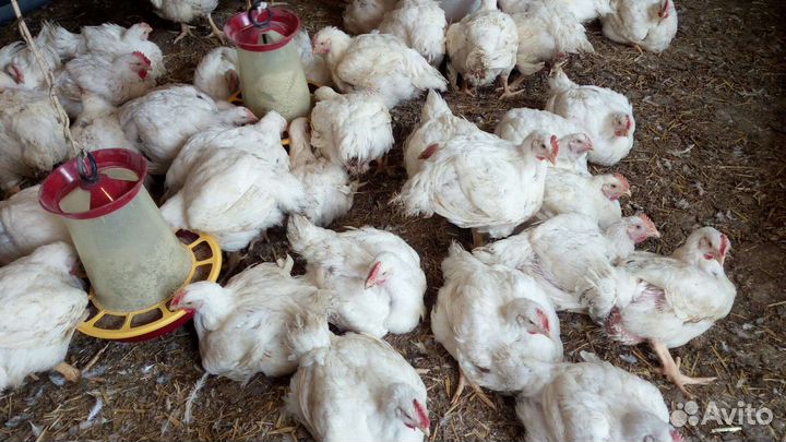 Мясо домашней птицы