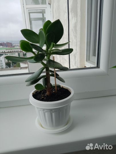 Крассула толстянка (денежное дерево)