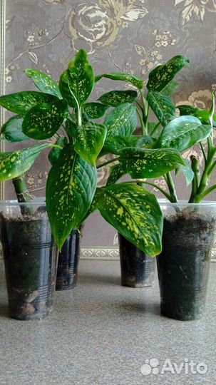 Диффенбахия