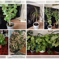 Комнатные цветы