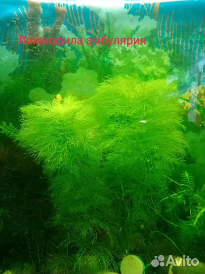 Моллинезии, креветки, растения, гурами