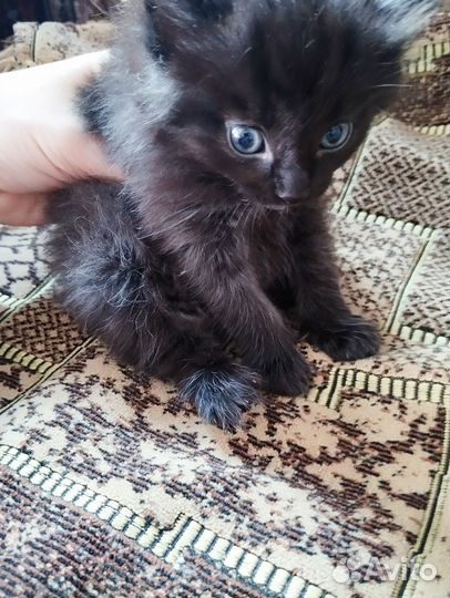 Кошки