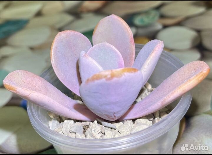 Суккуленты