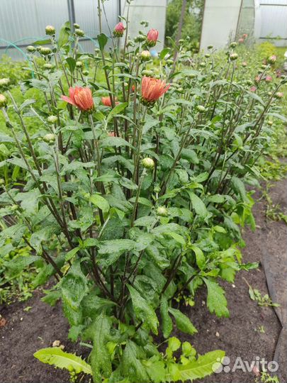 Рассада хризантемы