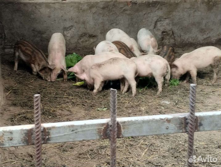 Поросята ландрас
