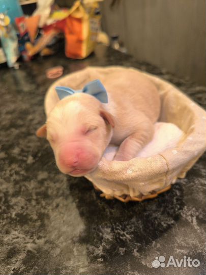 Щенки в добрые руки бесплатно