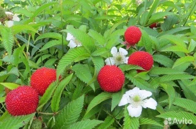 Каштаны, тибетская малина и дубы