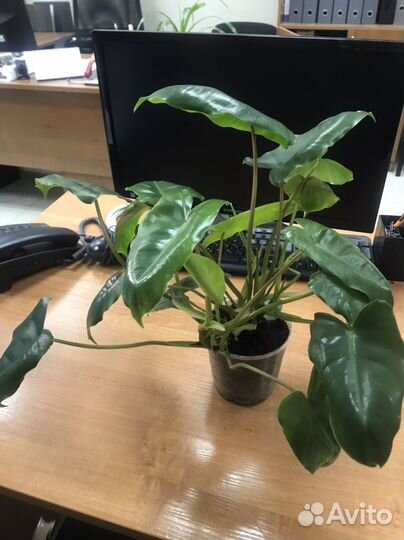 Филодендрон Бурле Маркс