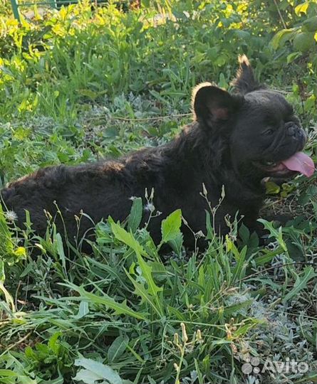 Голубой солид флаффи на вязку