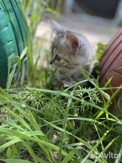 Котята бесплатно
