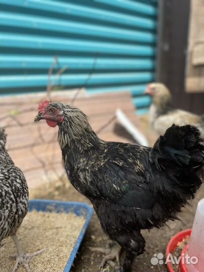 Молодые петухи