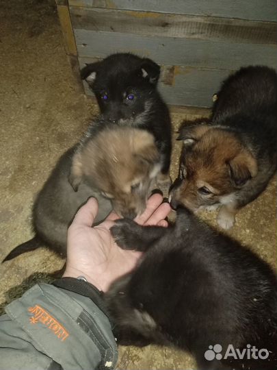 Отдам щенков в добрые руки