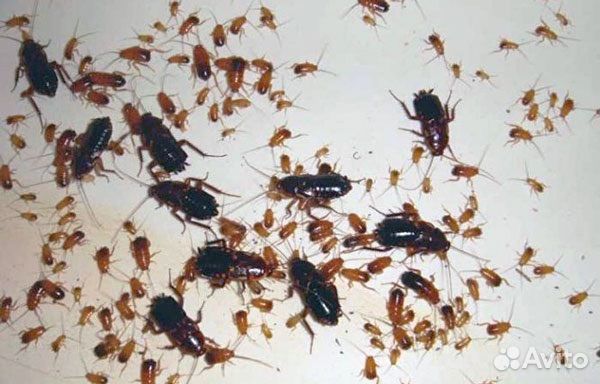 Травля насекомых,клопов,тараканов,дезенсектор