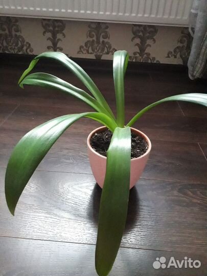 Лилия комнатная