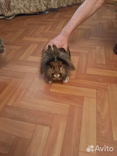 Декоративные кролики