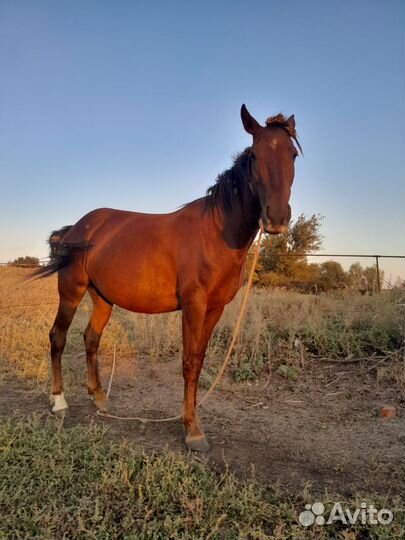 Продам лошадь