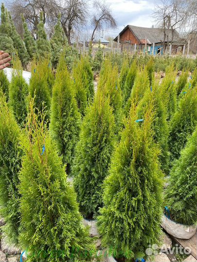 Туя Смарагд extra