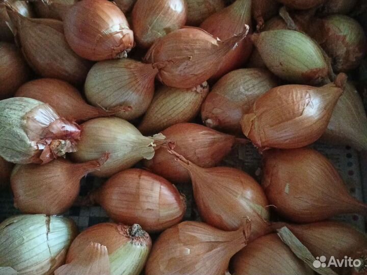 Лук семейный на посадку