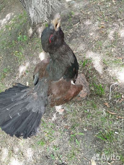 Чучело глухаря