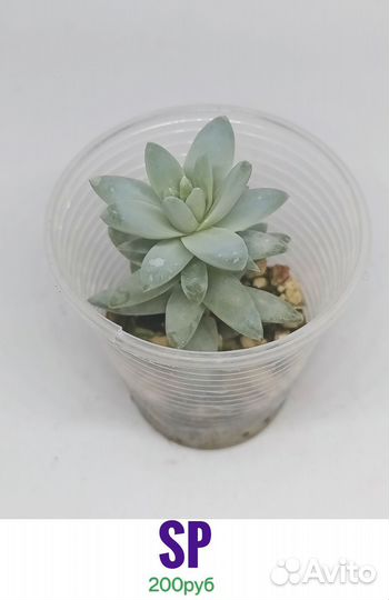 Суккуленты 3