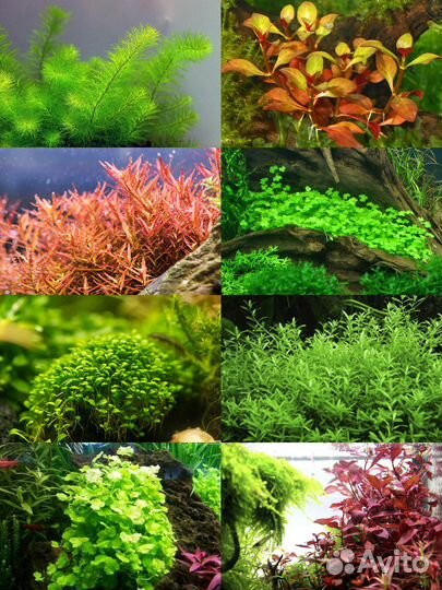 Аквариумные растения в воздушной форме