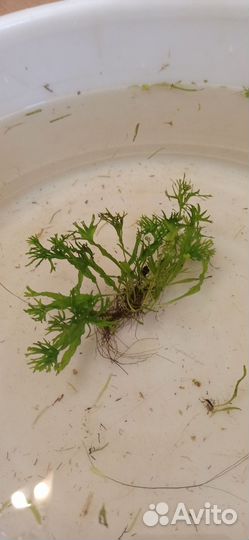 Аквариумные растения (папоротники)